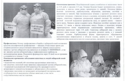 Внимание! Сибирская язва!