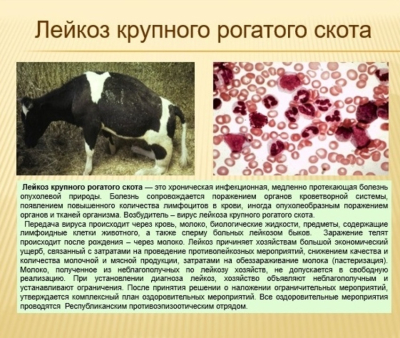 ВНИМАНИЕ ЛЕЙКОЗ!!! Пути передачи вируса, симптомы, лечение