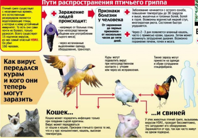внимание! ПТИЧИЙ ГРИПП